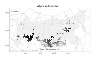 Alyssum lenense, Бурачок ленский Adams, Атлас флоры России (FLORUS) (Россия)