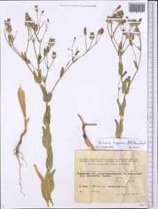 Gypsophila vaccaria (L.) Sm., Средняя Азия и Казахстан, Памир и Памиро-Алай (M2) (Таджикистан)