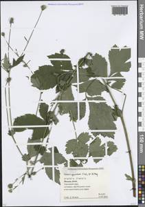 Geum × spurium C.A.Mey., Восточная Европа, Московская область и Москва (E4a) (Россия)