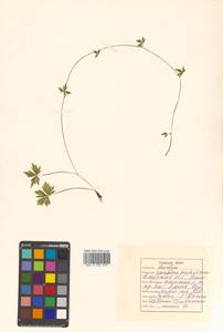 Aconitum karafutense subsp. karafutense, Сибирь, Дальний Восток (S6) (Россия)