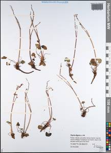 Кисличник двустолбиковый (L.) Hill, Сибирь, Якутия (S5) (Россия)