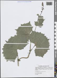 Parasenecio auriculata (DC.) J.R.Grant, Сибирь, Дальний Восток (S6) (Россия)