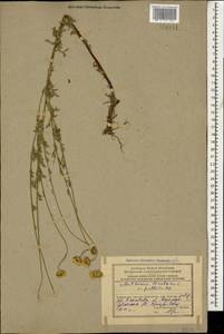 Cota tinctoria subsp. tinctoria, Кавказ, Азербайджан (K6) (Азербайджан)