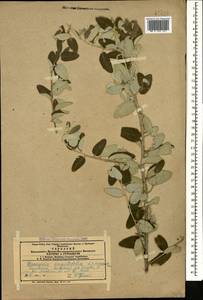 Лох узколистный, Лох обыкновенный L., Кавказ, Азербайджан (K6) (Азербайджан)