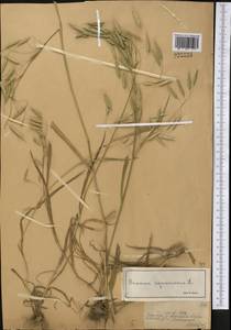 Костер растопыренный L., Средняя Азия и Казахстан, Джунгарский Алатау и Тарбагатай (M5) (Казахстан)