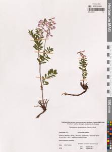 Hedysarum alpinum subsp. alpinum, Сибирь, Чукотка и Камчатка (S7) (Россия)