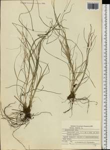 Осока расставленная, Осока раздвинутая L., Восточная Европа, Западно-Украинский район (E13) (Украина)