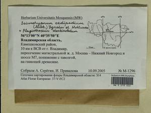 Plagiothecium denticulatum (Hedw.) Schimp., Гербарий мохообразных, Мхи - Центральное Нечерноземье (B6) (Россия)