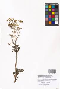 Пастернак посевной L., Восточная Европа, Московская область и Москва (E4a) (Россия)