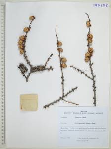 Лиственница даурская (Rupr.) Kuzen., Сибирь, Дальний Восток (S6) (Россия)