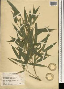Phyllostachys nigra (Lodd. ex Lindl.) Munro, Зарубежная Азия (ASIA) (Япония)