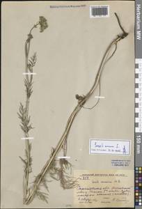 Жабрица однолетняя L., Восточная Европа, Нижневолжский район (E9) (Россия)