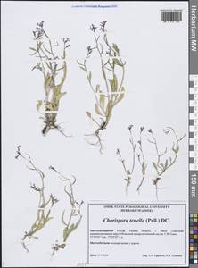 Хориспора нежная, Хориспора тоненькая (Pall.) DC., Сибирь, Западная Сибирь (S1) (Россия)