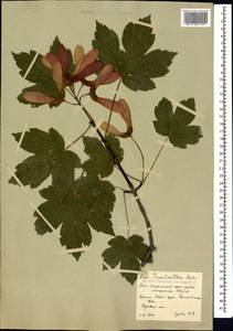 Acer heldreichii subsp. trautvetteri (Medvedev) A. E. Murray, Кавказ, Южная Осетия (K4b) (Южная Осетия)