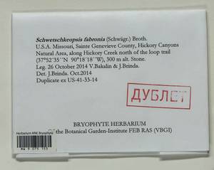 Schwetschkeopsis fabronia (Schwägr.) Broth., Гербарий мохообразных, Мхи - Америка (BAm) (США)