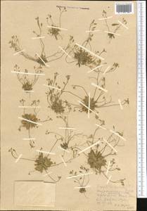 Крупка весенняя L., Средняя Азия и Казахстан, Копетдаг, Бадхыз, Малый и Большой Балхан (M1) (Туркмения)