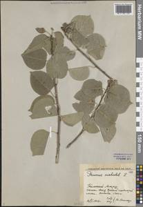 Вишня антипка L., Средняя Азия и Казахстан, Западный Тянь-Шань и Каратау (M3) (Киргизия)