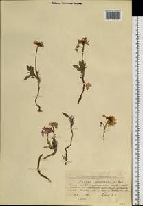 Паррия голостебельная (L.) Regel, Сибирь, Западная Сибирь (S1) (Россия)