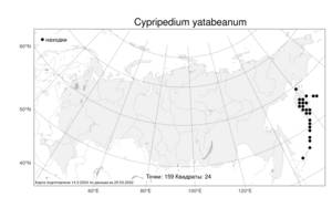 Cypripedium yatabeanum, Венерин башмачок Ятабе Makino, Атлас флоры России (FLORUS) (Россия)