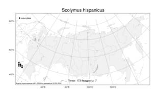 Scolymus hispanicus, Сколимус испанский L., Атлас флоры России (FLORUS) (Россия)