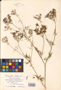 Бутень клубненосный L., Восточная Европа, Московская область и Москва (E4a) (Россия)