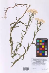 Тысячелистник птармика, Чихотная трава L., Восточная Европа, Московская область и Москва (E4a) (Россия)