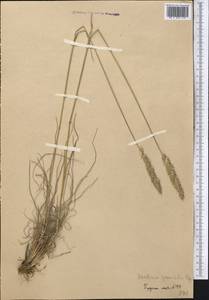 Тонконог пирамидальный (Lam.) P.Beauv., Средняя Азия и Казахстан, Западный Тянь-Шань и Каратау (M3) (Узбекистан)