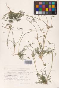 Гипекоум мелкоцветковый Kar. & Kir., Средняя Азия и Казахстан, Прикаспийский Устюрт и Северное Приаралье (M8) (Казахстан)