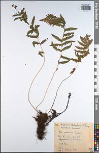 Thelypteris palustris subsp. palustris, Восточная Европа, Центральный район (E4) (Россия)