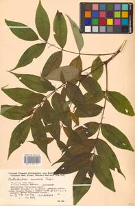 Бархат амурский Rupr., Сибирь, Дальний Восток (S6) (Россия)