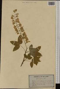 Laburnum alpinum (Mill.)Bercht. & J.Presl, Западная Европа (EUR) (Швейцария)