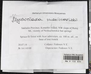 Myuroclada maximowiczii (G.G. Borshch.) Steere & W.B. Schofield, Гербарий мохообразных, Мхи - Дальний Восток (без Чукотки и Камчатки) (B20) (Россия)