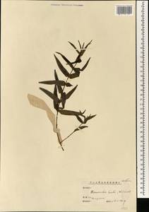 Gonostegia hirta (Blume) Miq., Зарубежная Азия (ASIA) (КНР)