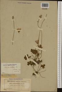 Anemone hortensis L., Западная Европа (EUR) (Франция)