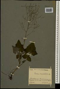 Мицелис стенной (L.) Dumort., Восточная Европа, Московская область и Москва (E4a) (Россия)