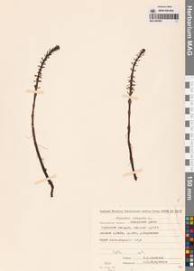 Хвостник обыкновенный, Водяная сосенка L., Сибирь, Чукотка и Камчатка (S7) (Россия)