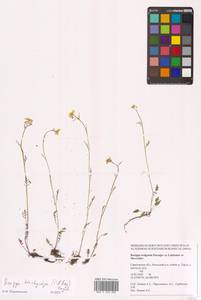 Жерушник короткоплодный (C.A.Mey.) Hayek, Восточная Европа, Нижневолжский район (E9) (Россия)