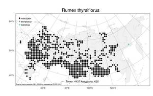 Rumex thyrsiflorus, Щавель пирамидальный Fingerh., Атлас флоры России (FLORUS) (Россия)
