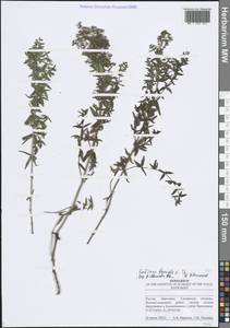 Подмаренник северный L., Восточная Европа, Средневолжский район (E8) (Россия)