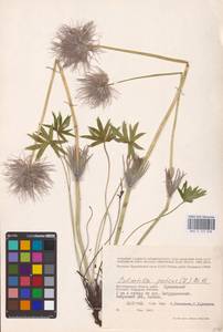 Прострел раскрытый, Сон-трава (L.) Mill., Восточная Европа, Нижневолжский район (E9) (Россия)