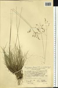 Avenella flexuosa subsp. flexuosa, Восточная Европа, Восточный район (E10) (Россия)