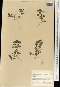 Щирица жминдовидная S.Watson, Монголия (MONG) (Монголия)