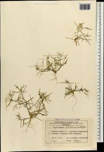 Лепталеум нителистный (Willd.) DC., Кавказ, Азербайджан (K6) (Азербайджан)