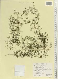 Подмаренник трехраздельный L., Восточная Европа, Средневолжский район (E8) (Россия)