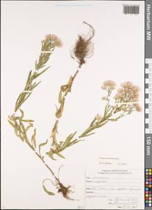 Erigeron acris subsp. acris, Кавказ, Северная Осетия, Ингушетия и Чечня (K1c) (Россия)