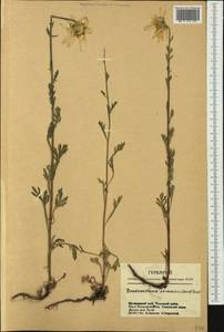 Хризантема Завадского, Сибирь, Центральная Сибирь (S3) (Россия)