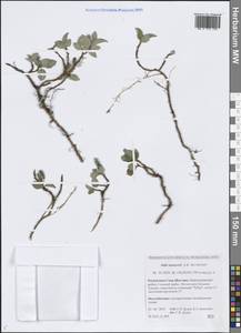 Ива Назарова A.K.Skvortsov, Сибирь, Якутия (S5) (Россия)