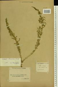 Caroxylon laricinum (Pall.) Tzvelev, Средняя Азия и Казахстан, Прикаспийский Устюрт и Северное Приаралье (M8) (Казахстан)