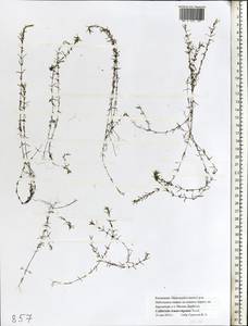 Callitriche truncata subsp. fimbriata Schotsman, Восточная Европа, Нижневолжский район (E9) (Россия)
