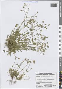 Ясколка берингийская, Ясколка Беринга Cham. & Schltdl., Сибирь, Центральная Сибирь (S3) (Россия)